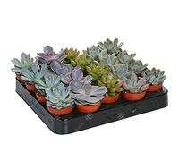LOT DE 20 ECHEVERIA MIXTES PLANTES D'INTÉRIEUR DÉCORATIVES POUR LA MAISON EN POT CULTURE FACILE
