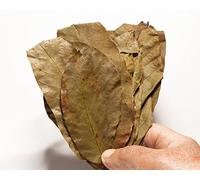 Lot de 20 feuilles de noyer de qualité supérieure - Pour aquarium de crevettes, crabes et poissons-chats