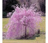 Lot De 20 Graines De Cerisier Pleureur Rose Pour Jardin