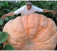 Lot de 20 graines de citrouille géantes Big Max - Pour jardinage de légumes et de fruits