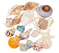 Lot de 20 grands coquillages pour décorer des coquillages de plage, des étoiles de mer, des conques pour les fêtes sur la plage, les tables, la salle de bain, les décorations d'aquarium