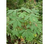 Lot de 20 nouvelles graines fraîches de manioc vert