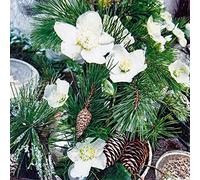 Lot de 20 petites serviettes de cocktail Rose d'hiver et branches | Noël | Hiver | Décoration de table | Decoupage | Technique de serviette 25 x 25 cm