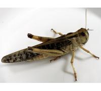 Lot de 20 petits sauterelles