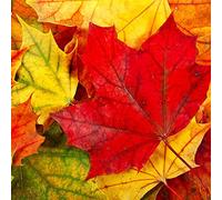 Lot de 20 serviettes de table d'automne en rouge/jaune/automne/feuillage, 33 x 33 cm