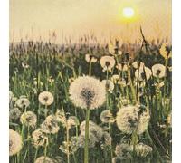 Lot de 20 serviettes de table pré pleines de pissenlit | Fleurs | prairie de fleurs | artisanat | Neutre | intemporelle | Décoration de table | Decoupage | Technique de serviette 33 x 33 cm