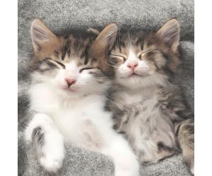 Lot de 20 serviettes en papier avec motif chats endormis Idéal pour le découpage et la technique des serviettes 33 x 33 cm