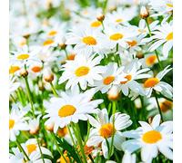 Lot de 20 serviettes en papier - Champ de marguerites en fleurs - Printemps et été - 33 x 33 cm