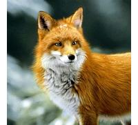 Lot de 20 serviettes Renard vigilant | Animaux | Forêt | Décoration de table 33 x 33 cm