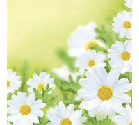 Lot de 20 serviettes White daisies - Joli champ marguerite / fleurs 33 x 33 cm