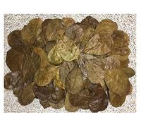 Lot de 200 feuilles de badamier de 6 à 9 cm + de nombreuses tailles gratuites (= 100 g)