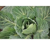 Lot de 200 Graines de Chou Bacalan de Rennes - Variété Hâtive - Longue conservation - Grande qualités gustatives - Jardinez et dégustez - Semences Reproductibles - Graines Prêtes à être Cultivées