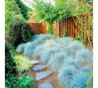 Lot de 200 graines de fétuque bleues à haut rendement pour aménagement paysager Festuca Glauca Garden Bonsaï pour balcon - Graines de fétuque bleue