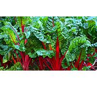 Lot de 200 Graines de Poirée Rhubarb Chard - feuilles comestibles délicieuses cuites au beurre, à la crème, Très décorative, savoureuse - bon rendement - Reproductibles