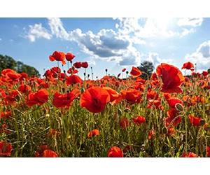 Lot de 200 Graines Pavot Coquelicot Rouge - Pavot des Moissons - 60 cm et plus