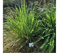 Lot de 200 Graines Semences de Citronnelle - Citron - Aromatique - 34