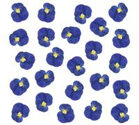 Lot de 24 fleurs séchées naturelles pressées pour résine, loisirs créatifs, pensées séchées naturelles, bijoux en époxy, véritables pétales de fleurs pour décoration de gâteaux, bougies, savon