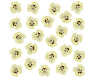 Lot de 24 fleurs séchées naturelles pressées pour résine, loisirs créatifs, pensées séchées naturelles, bijoux en époxy, véritables pétales de fleurs pour décoration de gâteaux, bougies, savon