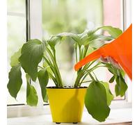 Lot de 24 pieds invisibles pour pot de fleurs - Rehausseurs ronds en caoutchouc EVA pour un meilleur drainage, la circulation de l'air et la protection du sol - Antidérapant - Jardin L