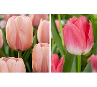 Lot de 25 bulbes de fleurs : Rose