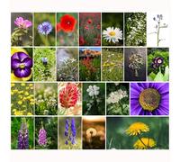 Lot de 25 cartes postales avec fleurs sauvages et coquelicots vierges, format A6, cartes d'anniversaire, cartes de vœux, postcrossing et amis de la nature, marguerite, lavande, coquelicot, été