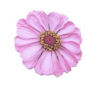 Lot de 25 feuilles de bloc-notes autocollantes amovibles Motif fleurs