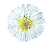 Lot de 25 feuilles de bloc-notes autocollantes amovibles Motif fleurs