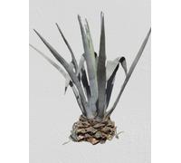 Lot De 25 Graines À Semer - Le Grenier D'abondance - Agave Américana - Plante Succulente