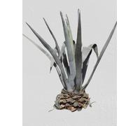 Lot de 25 graines à semer - Le Grenier d'Abondance - AGAVE Américana - Plante succulente