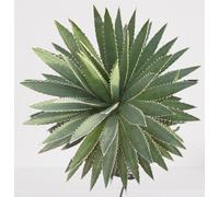 Lot De 25 Graines À Semer - Le Grenier D'abondance - Agave Funkiana - Plante Succulente