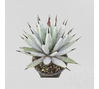 Lot de 25 graines à semer - Le Grenier d'Abondance - AGAVE Macroacantha - Plante Succulente