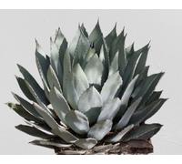 Lot De 25 Graines À Semer - Le Grenier D'abondance - Agave Palmeri - Plante Succulente