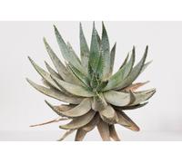 Lot de 25 graines à semer - Le Grenier d'Abondance - ALOE Aculeata - Plante succulente