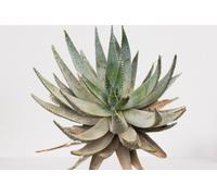 Lot De 25 Graines À Semer - Le Grenier D'abondance - Aloe Aculeata - Plante Succulente