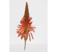 Lot de 25 graines à semer - Le Grenier d'Abondance - ALOE Arborescens - Plante succulente