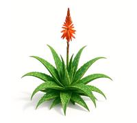 Lot de 25 graines à semer - Le Grenier d'Abondance - ALOE Greenii - Plante succulente