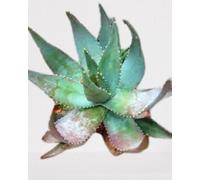 Lot de 25 graines à semer - Le Grenier d'Abondance - ALOE Microstigma - Plante succulente