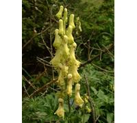 Lot de 25 graines d'aconitum lycoctonum jaunes (échinacée de loup)