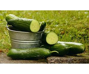 Lot de 25 Graines de Concombre Marketer - Variété Précoce à fruit long - Chair épaisse, ferme et croquante - Semence reproductibles - cylindrique légèrement épineux