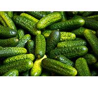 Lot de 25 Graines de Cornichon Vert Petit De Paris - Variété Vigoureuse, Rustique et très productive - Feuilles Souples et Velues - production régulière et abondante - Reproductibles