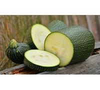 Lot de 25 Graines de Courgette-Courge Verte Petite D'alger - Variété Ancienne - hâtive et productive - fruits vert clair, plante non coureuse mais port buissonnant - semences reproductibles,