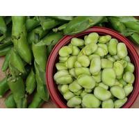 Lot de 25 Graines de Fève Agualduce à très longue Cosse - Variété productive, Grosse Gousse - Grande Qualité Gustative et nutritionnelles - Garantie Germination - Semences Reproductibles