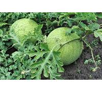 Lot de 25 Graines de Pastèques Grey Ball - vigoureuse et bonne couverture Fruit - Belle forme de fruit - Excellent couleur interne, Rouge foncé et très sucré Poids moyen d 12 kgs.