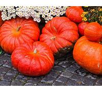 Lot de 25 Graines de Potiron-Giraumon Rouge Très Hâtif D'Etampes - Variété Françaises - Croissance Rapide - Se Conserve Rapidement - Chair Rouge Vif en terrain peu calcique - Reproductibles