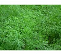 Lot de 250 Graines D'Aneth Tetra - Sélection Tétraploïd - Floraison Tardive - Rendement de Fin Feuillage - Aromatique à l’arôme Prononcé - Amélioration de la Variété - Semences Reproductibles.