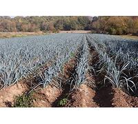 Lot de 250 Graines de Poireau Bleu de Solaise - Indispensable de la Cuisine - 100% Naturelle - Qualité Gustative - Parfait pour Gratin et Tarte - Garantie Germination - 100% Reproductible et français