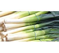 Lot de 250 Graines de Poireau Gros Long d'Eté - Variété Estivale et Savoureuse - Idéal pour les plats d'été - 100% Naturelle - Parfait en Gratin et poêlée - Garantie Germination - 100% Reproductible