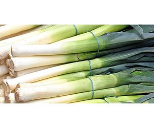 Lot de 250 Graines de Poireau Gros Long d'Eté - Variété Estivale et Savoureuse - Idéal pour les plats d'été - 100% Naturelle - Parfait en Gratin et poêlée - Garantie Germination - 100% Reproductible