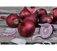 Lot de 250 Graines d'Oignon Rouge de Brunswick - Variété Populaire et apprécié - Saveur Douce et Sucrée - 100% Naturelle - Qualité Gustative - Garantie Germination - Semences 100% Reproductibles