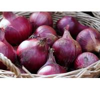 Lot de 250 Graines d'Oignon Rouge Red Créole - Croissance Rapide & Saveur Douce - Rendement Élevé